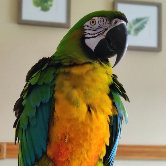 Meet your Posher, Abbey - Picture 5 of 5